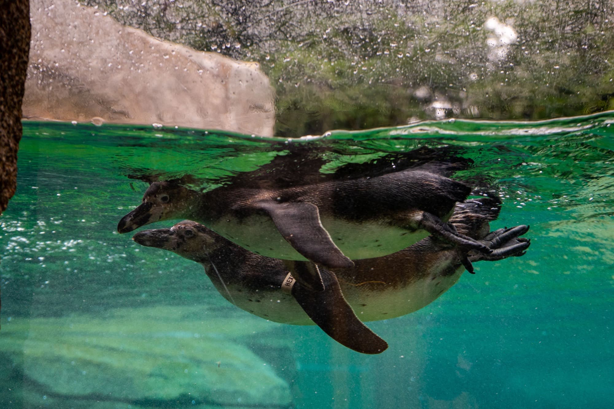 Pinguine schwimmen unter der Wasseroberfläche